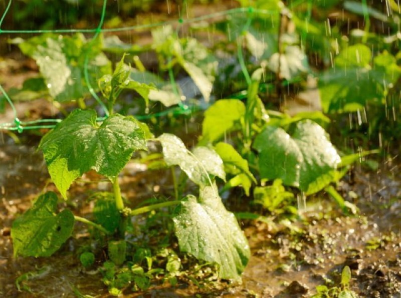 Регулярний полив та догляд за рослинами допоможуть зберегти здоров'я та красу рослин 9