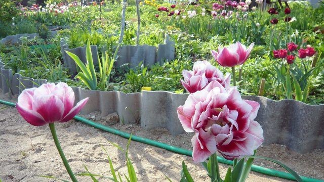 Клумба с махровыми тюльпанами 5